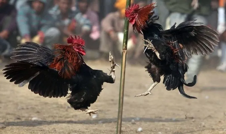 đá gà WS168 tại K9CC