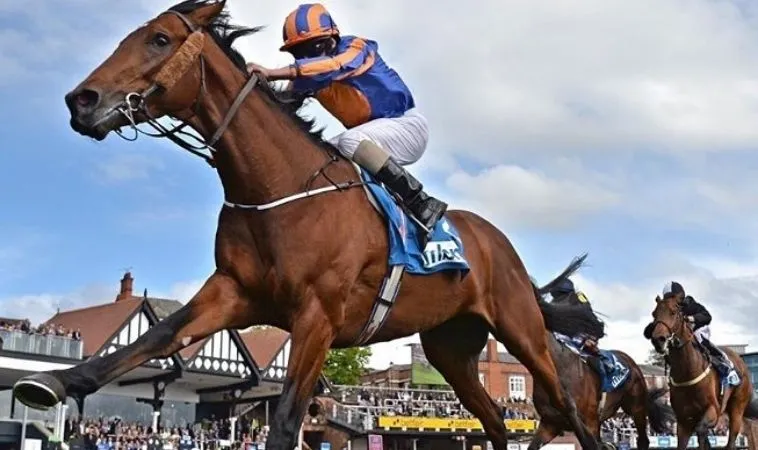 Cần tìm hiểu kỹ về ngựa chiến khi cá cược đua ngựa K9CC